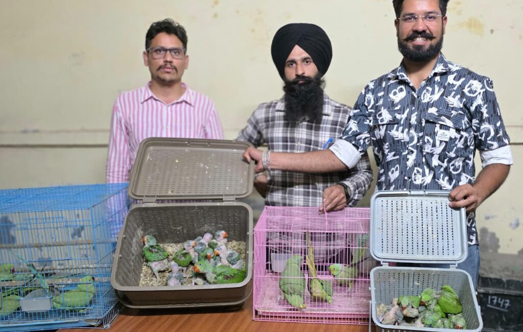 Breaking News……..🐦 ਪਟਿਆਲਾ ਵਿੱਚ ਤੋਤਿਆਂ ਦਾ ਰੇਸਕਿਊ ਆਪ੍ਰੇਸ਼ਨ
